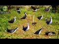 Traditional Bird Hunting Skills You Must See #ForestLifeMystery