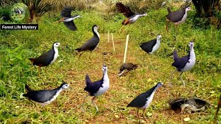 Traditional Bird Hunting Skills You Must See #ForestLifeMystery 