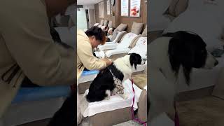 Giving this little pup a massage 🐶💆‍♂️