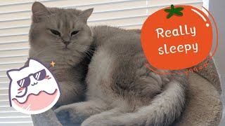 Sleepy kitten couldn't keep his eyes open 😺😴 by Dino Wearing White Socks穿白袜子的迪诺 85 views 3 years ago 52 seconds