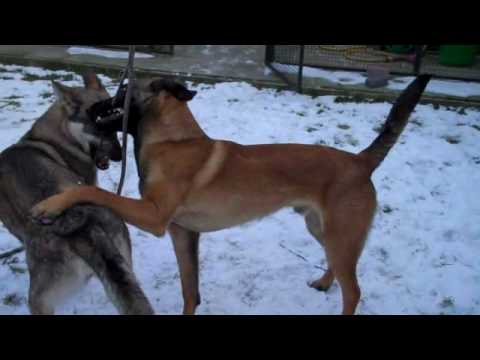 Video: Manlike Tekort Aan Geslagshormone By Honde