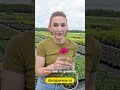 Floarea cu parfum de ciocolata Cosmos in stoc la docaperene.ro