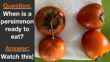 How to know when a persimmon is ready to eat | How to clean a persimmon fruit | How to eat persimmon