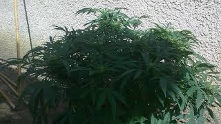 🔥 🔥 Superglue Outdoor Update 🔥 🔥