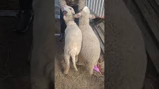 ##sheepbreeding ##homesheephome ##sheep365 *#animals #lifeisbutadream