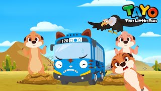 The Best Lookout, Meerkat! l Safari Bus Tayo l Learn Animals with Tayo &amp; Vehicles