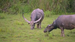 Kaziranga Glimpses