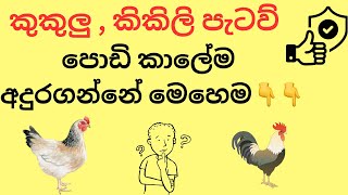 කුකුල් පැටවුන්ගෙන් කුකුලු , කිකිලි පැටව් තෝරාගන්නේ මෙහෙම👌👌🐣🐔#Chiks Male female identification