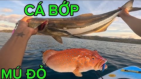 Ngày Đi Jigging May Mắn Chưa Từng Có ! Em Dính Cá Mú Đỏ To Cá Bớp To ! Cá Có Giá Trị Cao