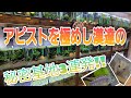 アピストを極めし漢達の水槽部屋3連発‼ ルームツアー aquarium アクアリウム アピストグラマ レオパ フクロモモンガ カメ 熱帯魚 爬虫類 カメレオン