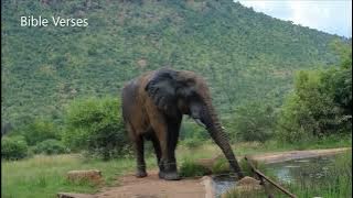 SDA SONG shona music KUTSAMIRA MUMAOKO AJESU