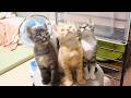 ねこねこ杯ボウリング大会【赤ちゃん猫　保護猫】