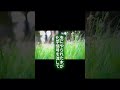 土の下には、目に見えない巨大なネットワークがあります。菌糸は植物の根とつながり、水や栄養、そして情報までやりとりしています。