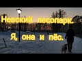 Невский лесопарк ( vlog ) прогулка с собакой. Санкт-Петербург