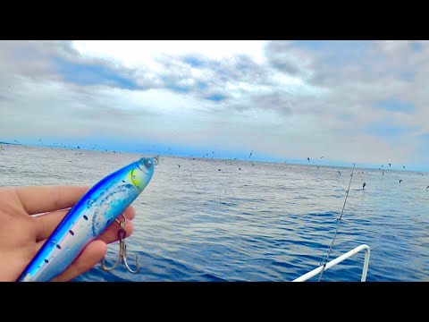 一面鳥だらけの海に大型ルアー投げ込んでみたらついに!!