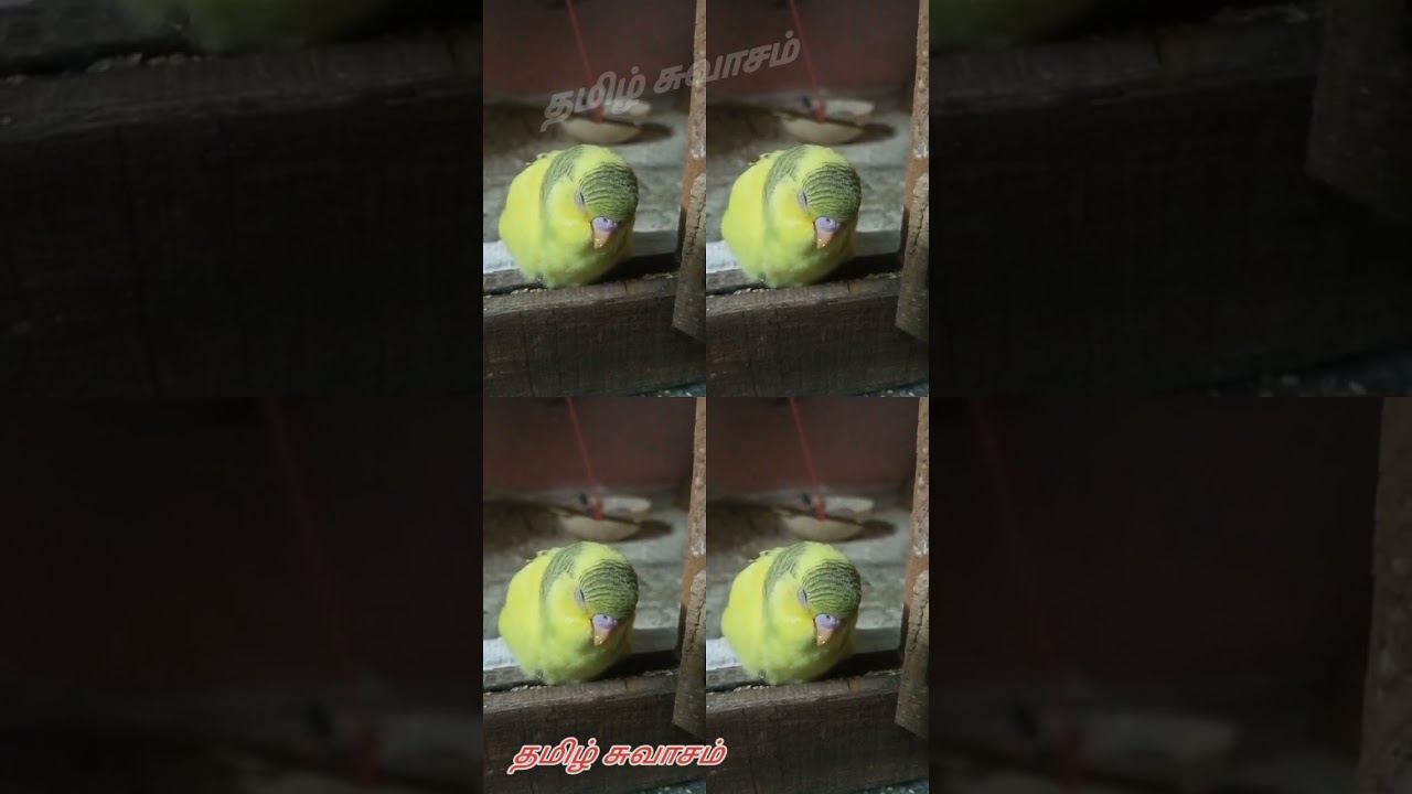 LOVE BIRD SLEEPING CUTELY 🤩
