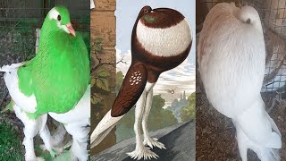 Pouter Pigeons Breeder Pair