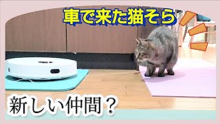 【保護猫】ロボット掃除機ルンバを初めて見た猫がこうなりました…
