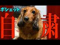 【自粛犬】緊急事態における犬の気持ち9