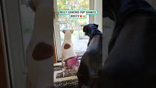 Belly Dancing Pup Shakes Booty Jill E Kelbert Via Viralhog