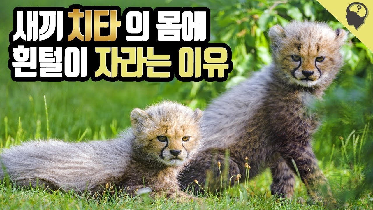 새끼 치타의 흰털은 어디에 쓰이는 걸까? (Feat. XXXXX)