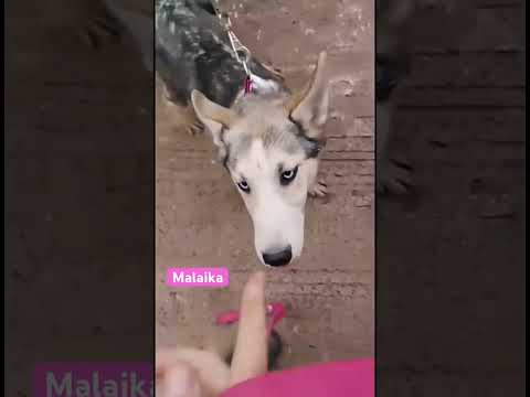 MALAIKA. Weibchen, 7 Monate. Zuhause gesucht. #dog #hund #huskymix #tierschutz #hundetraining