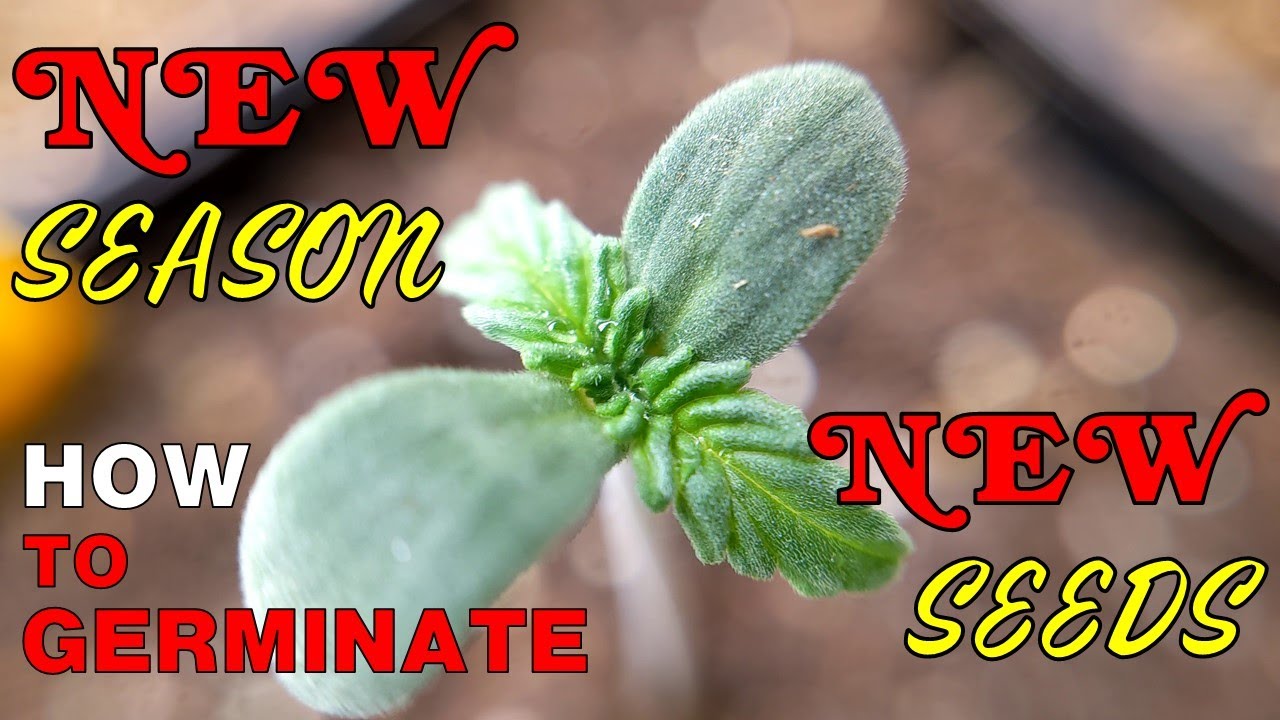 HOW TO CARE FOR CANNABIS DURING THE SEEDLING STAGE