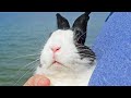 Rabbit sees a lake for the first time