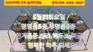 5월21화요일.신라.백두소.능소화.미금.금강보.황산반.진청입변단엽.전면산반녹호 외품종