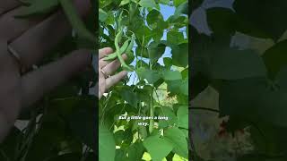 Using Ash in the Garden… #gardeningtips #firewood