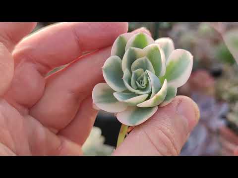 Video: Echeveria: Vokser Og Pleier Hjemme