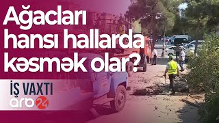 Yaşıllıqların məhv edilməsinə görə cərimələr: Ağacları hansı hallarda kəsmək olar? – İş vaxtı