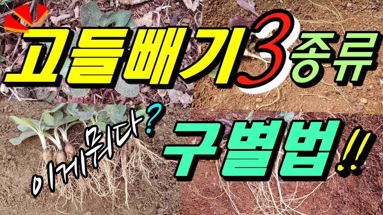 이고들빼기는 무엇이 다른가? 자생지는? 고들빼기 종류 3가지 구별법!