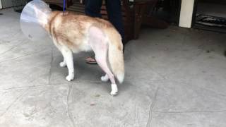 one week after TPLO surgery by Portia Shao 1,938 views 7 years ago 19 seconds