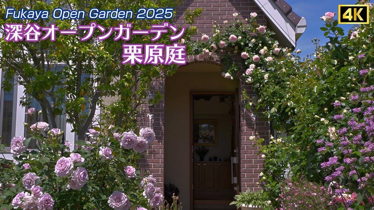 深谷オープンガーデン2025】満開のバラ 栗原庭 / Fukaya Open Garden