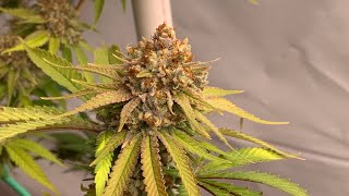 Organic Living Soil Cannabis Grow Update: Fluence Spydrx 2i Where’s My Bike Pheno Hunt
