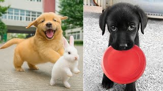 Baby Dogs π΄ Funny and Cute Dog Videos Compilation #9 | 30 Minutes of Puppy Videos 2025