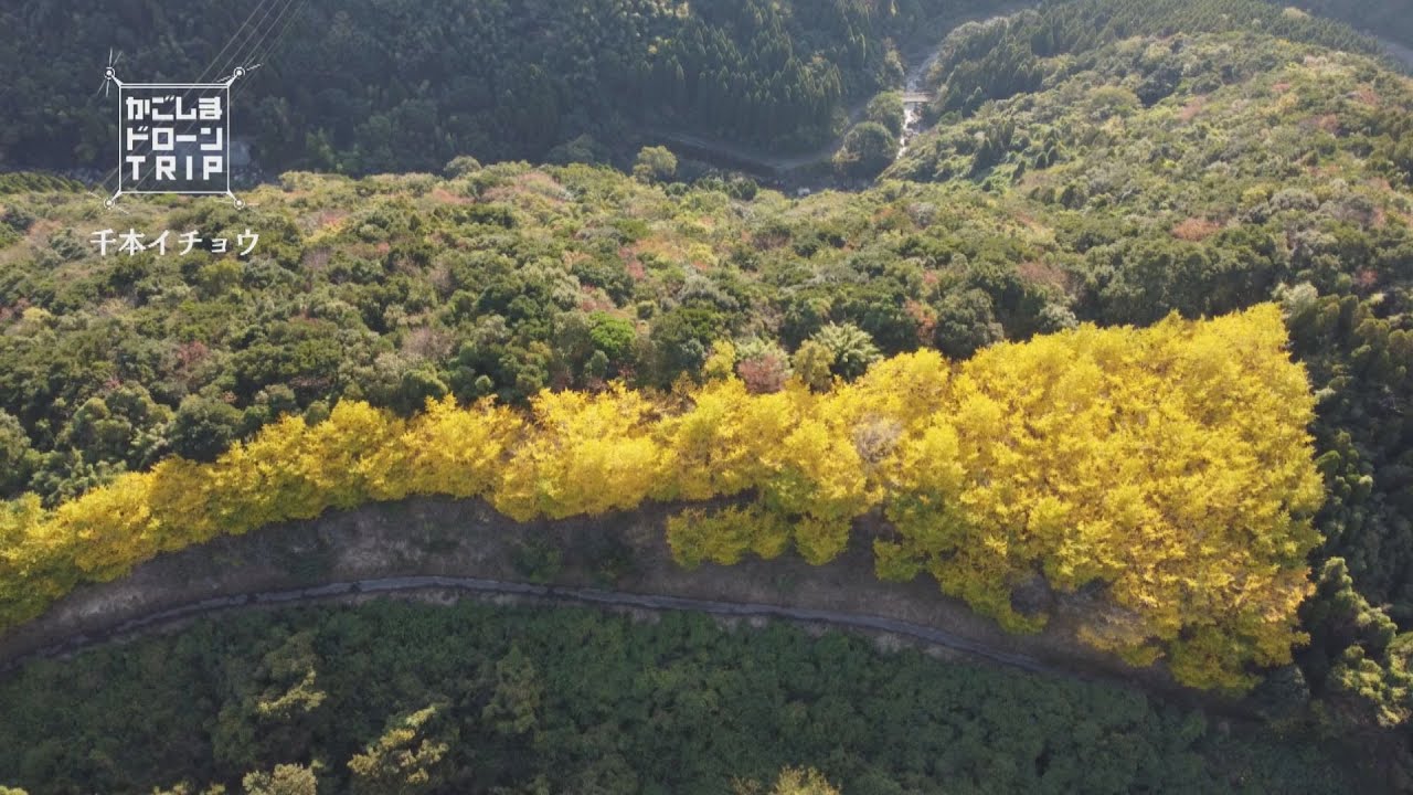 垂水市・千本イチョウ