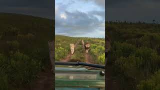 Lions Approach a Safari Vehicle as It Backs Away