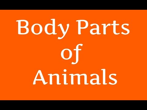 Body Parts of Animals/Birds - YouTube