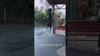 Havaya Zıplayarak Asılı Topu Yakalayan Köpek 🔥