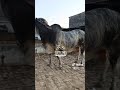 #cow #cattleworld #farmanimals #bullfarm #cattleyard #qurbani2026
