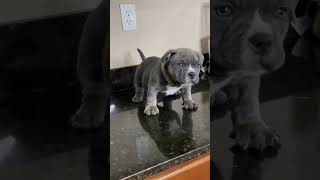 this  cute pitbull sounds like a baby #dog #pitbull 🥰🥰
