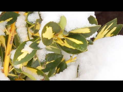 ადამ და ევას სამოთხიდან განდევნის კვირა - მამა ბენიამინი, ღვთაების მონასტერი (14.03.21 წ.) PK TV