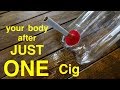 How Smoking Just 1 CIGARETTE Affects Your Lungs ●  You Must See This !