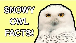 Snowy Owl Facts - The Silent Hunter!