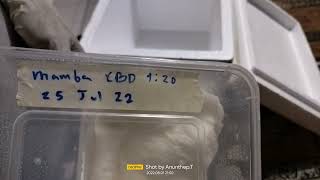 Update !!! Germination Blimburn seed Mamba Negra CBD 1:20 (After 7 Days) 1 Aug 22