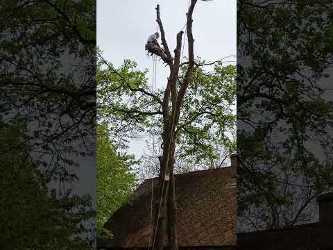 Az erő veled van- alpin technika, stihl láncfűrész, veszélyes fa kivágás