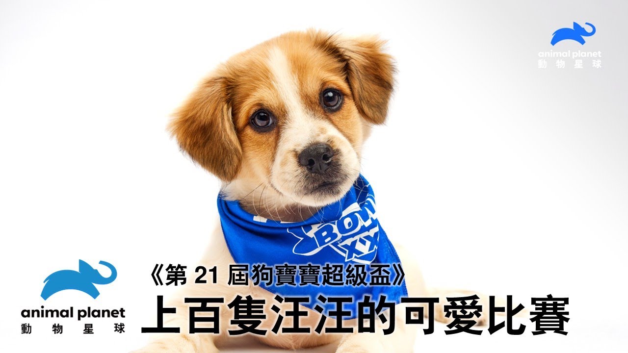 美國收視率超高的可愛節目回來啦!上百隻毛孩齊聚年度體育盛會,可愛萌犬場上拚搏的《第 21 屆狗寶寶超級盃》7 月 5 日星期六下午 1 點播出 縮圖