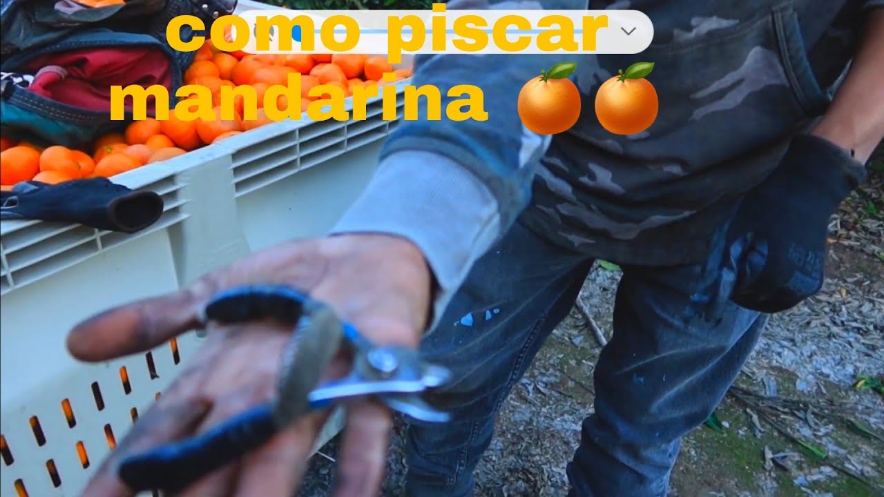 como piscar mandarina aprendes muy rapido con este video